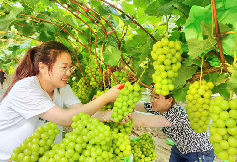 葡萄成熟。蕭縣縣委宣傳部供圖