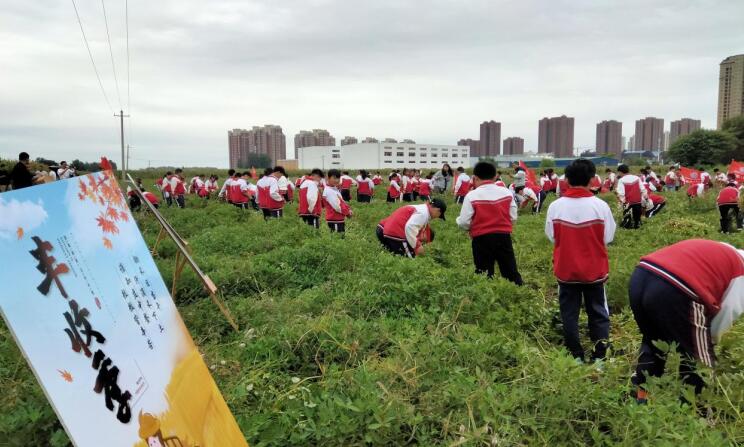 小学生体验拔花生。固镇县委宣传部供图