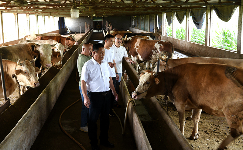 “旭阳养牛场”场主李培超和员工一起查看牛舍。余波 摄