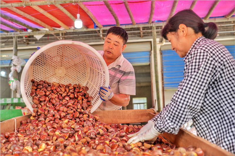 在凤桥社区板栗交易市场，日均交易量在40万斤。程力摄