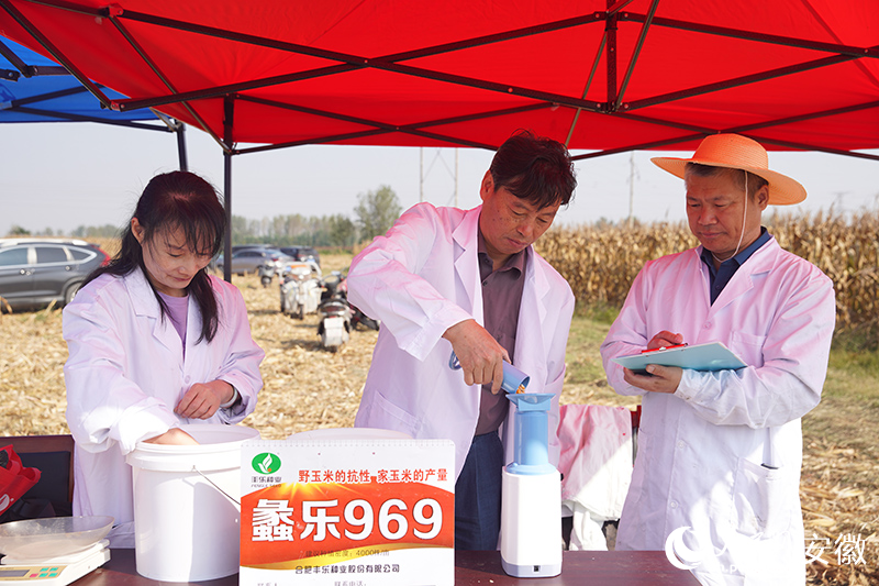 蠡樂969樣品籽粒含水量測定。人民網記者 陳若天攝