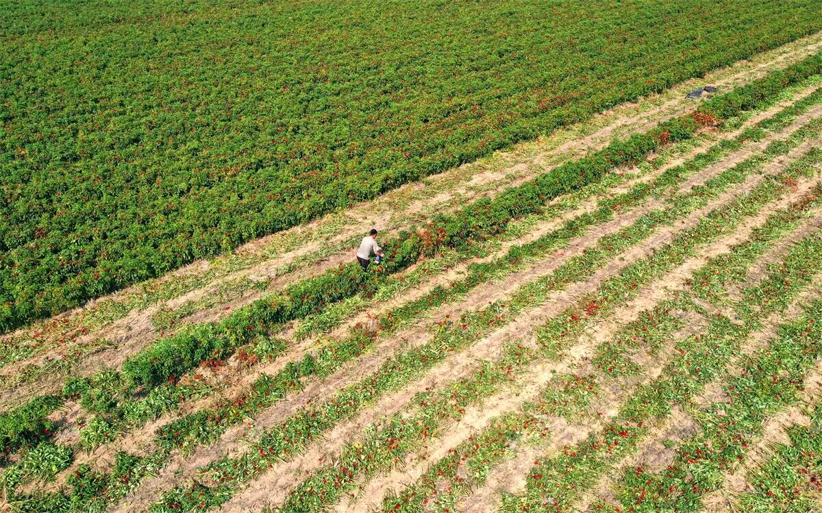航拍小麦套种朝天椒种植基地。谯城区华佗镇供图