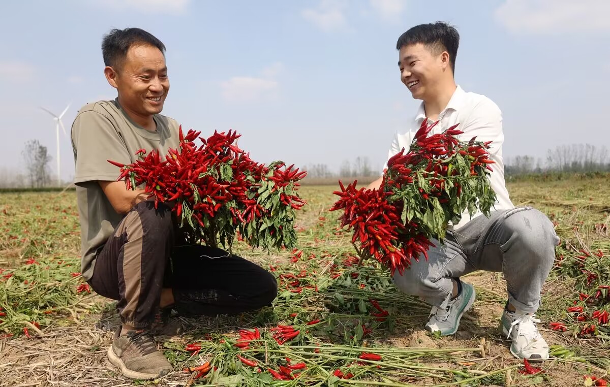 朝天椒喜获丰收。谯城区华佗镇供图