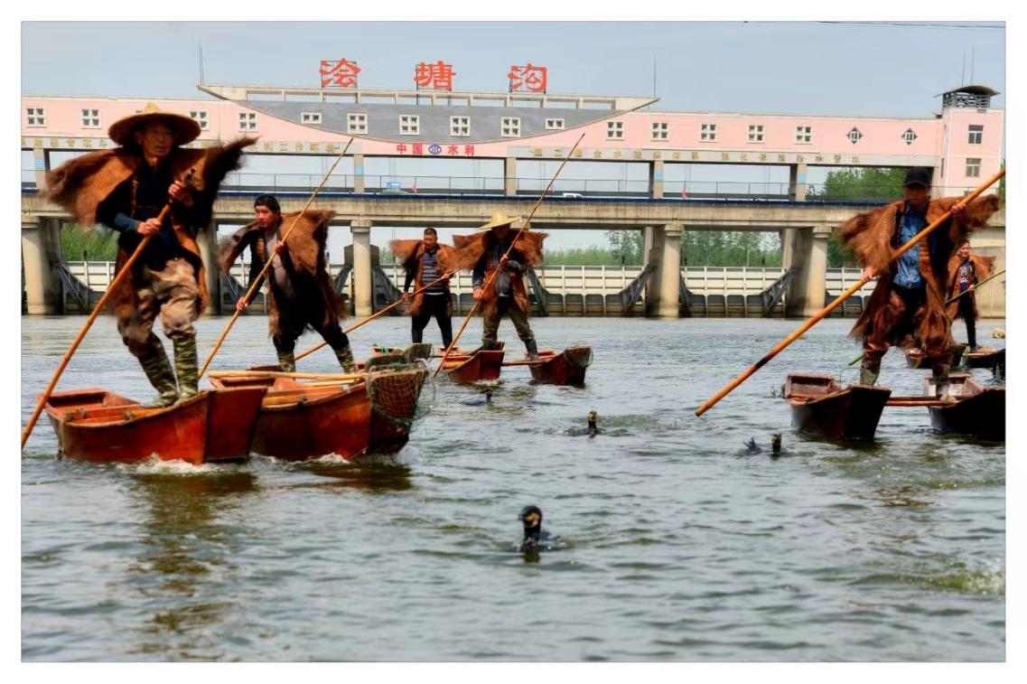 鸕鹚捕魚。靈璧縣委宣傳部供圖