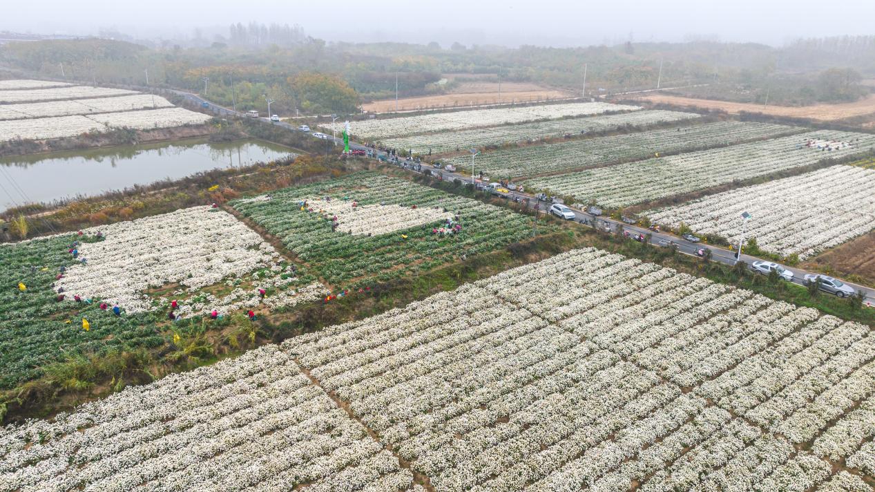俯瞰西澗渡村千畝滁菊基地。趙辰攝