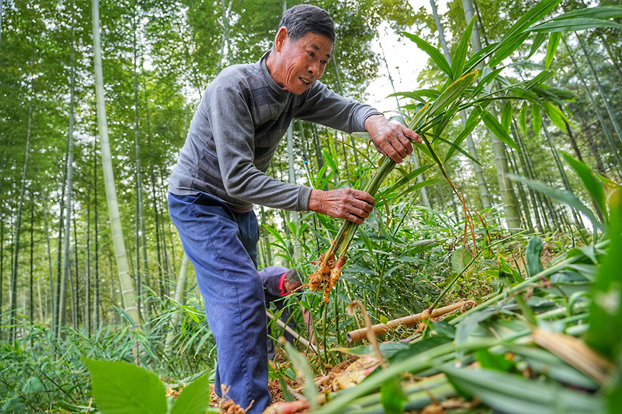 村民在竹林间采收生姜。程力摄