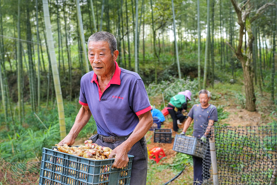 竹林下套种生姜，亩产可达1000余斤。程力摄