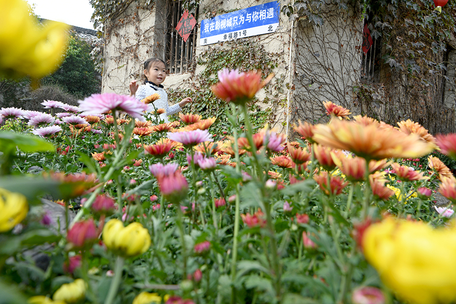 游客在菊花會現場賞花。陳彬攝