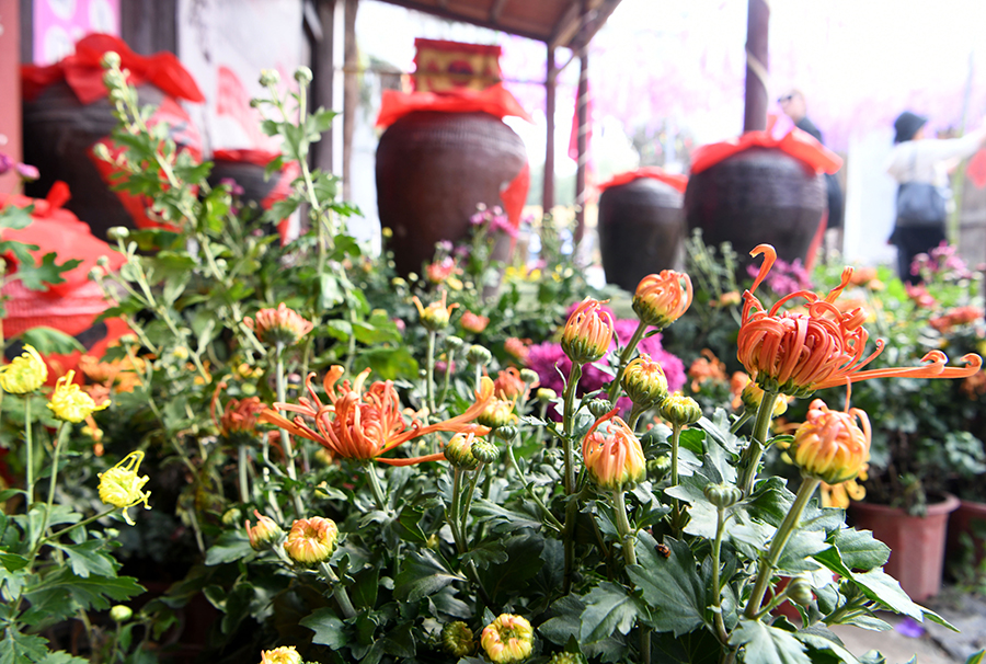 游客在菊花會現場賞花。陳彬攝