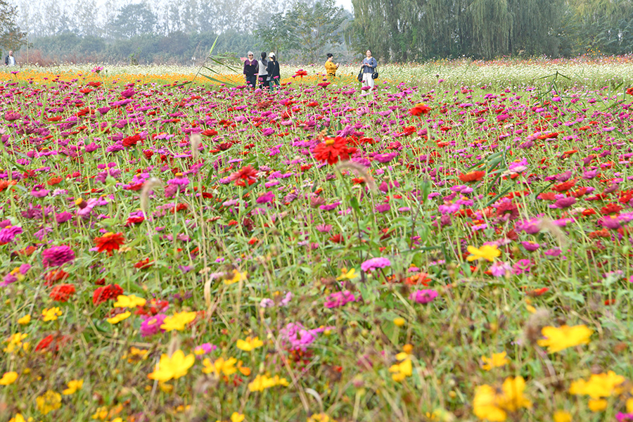 游客在菊花會現場賞花。陳彬攝