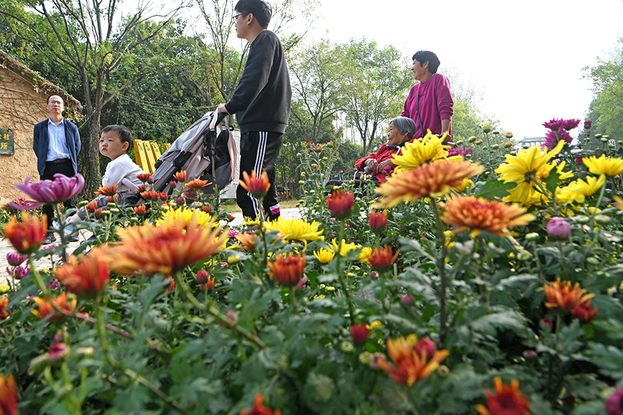 游客在菊花會現場賞花。陳彬攝