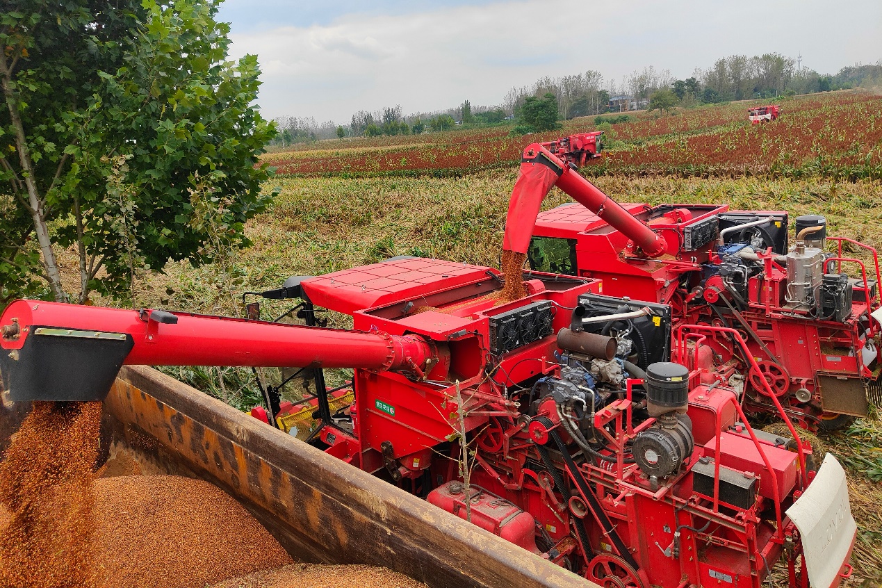 在聂红伟种植专业合作社，收割机正转运高粱。亳州市谯城区农业农村局供图