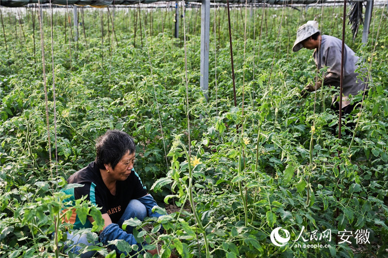 鄧壩村蔬菜基地內，村民們在大棚內打理蔬菜。人民網記者 周坤攝