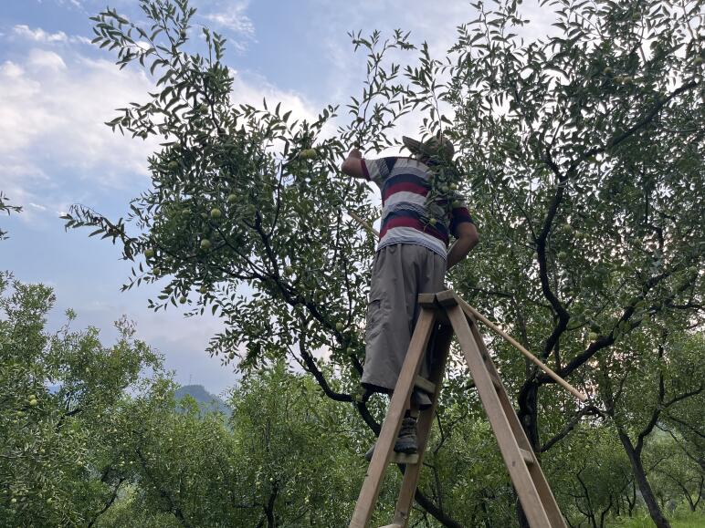 採摘玉棗。楊筠供圖