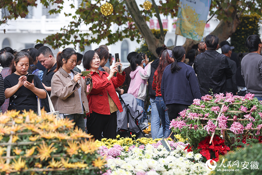 池州东至县，游客在菊文化旅游节上赏菊。人民网记者 张俊摄
