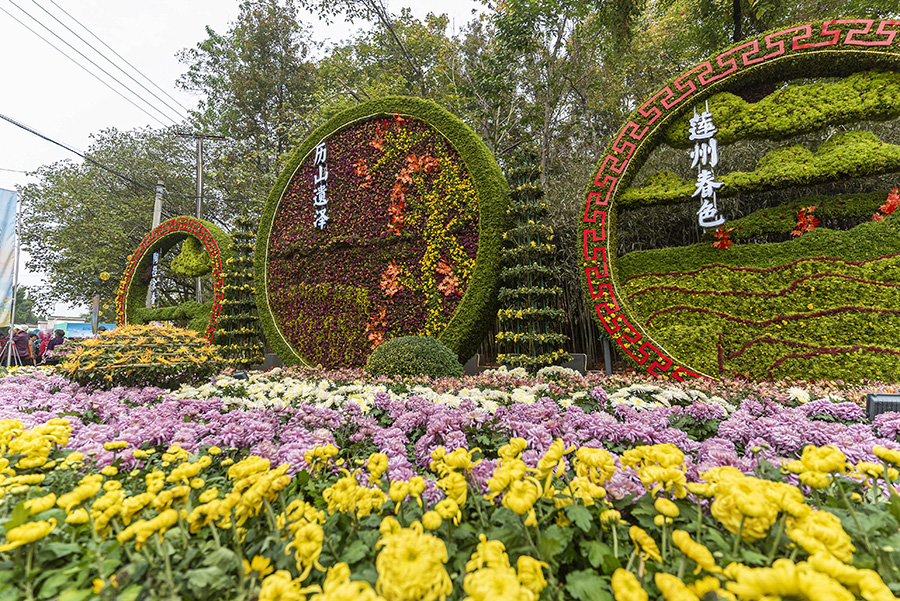 池州東至，各色菊花組成造型各異的布景。陳英杰攝