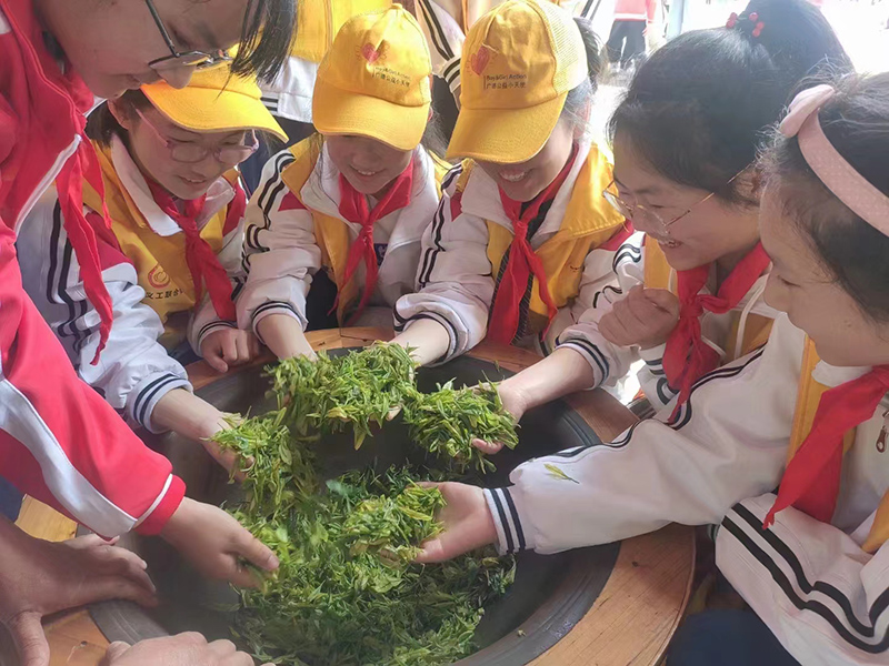 杨滩小学学生体验茶叶制作。广德市教体局供图