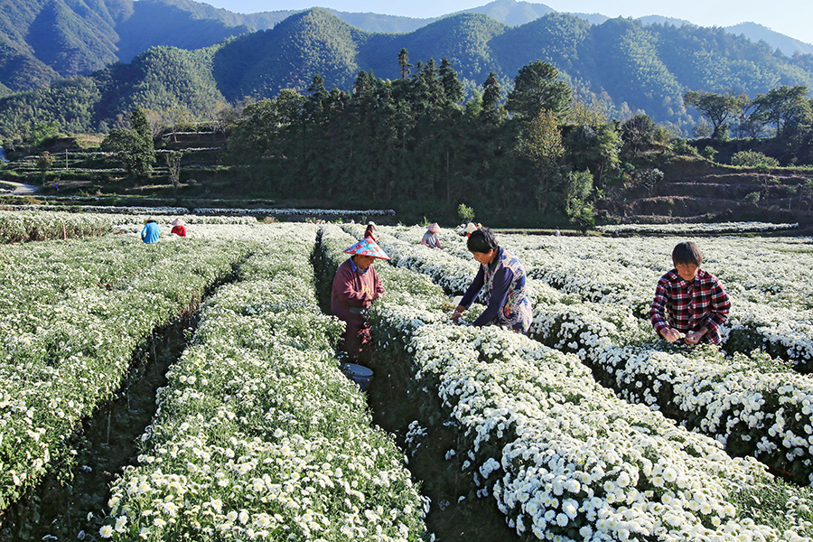 千株萬盞菊花開。唐祖懷攝