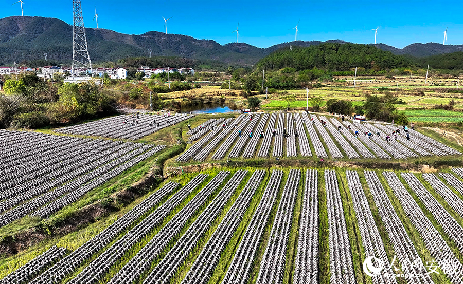 种植基地里，20万棒黑木耳迎来采摘高峰期。人民网记者 陶涛摄