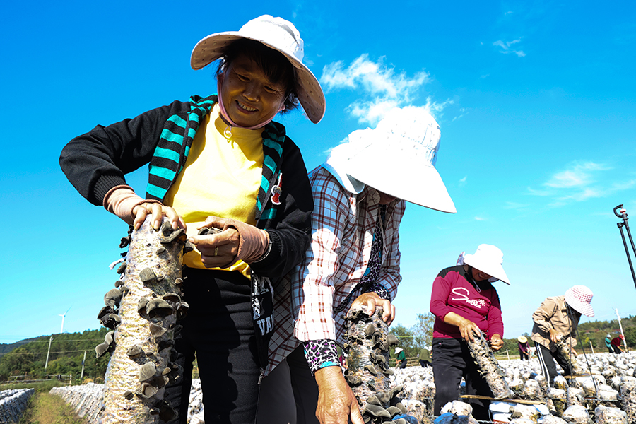 种植基地里，60多名工人正在采收。陈龙摄