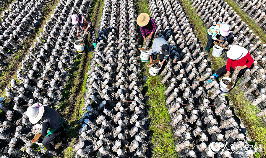 种植基地里，60多名工人正在采收。人民网记者 陶涛摄