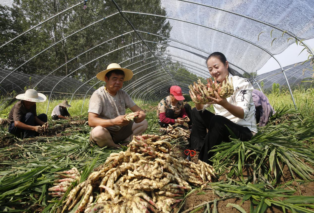 铜陵白姜种植