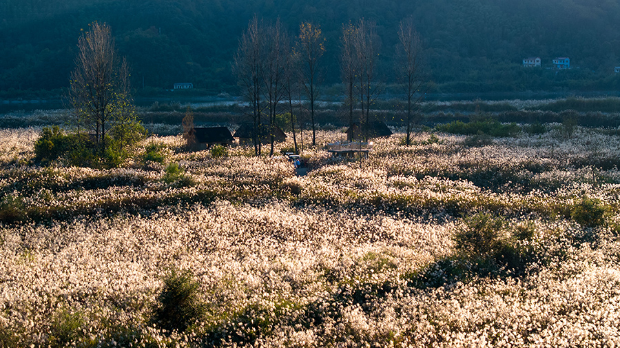 阳光映照下，一望无际的芦花似雪若云、如梦如幻。黄欢供图