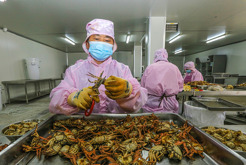 村民们戴着口罩，动作娴熟地把煮熟后的“二龄蟹”进行分解。王文生摄。