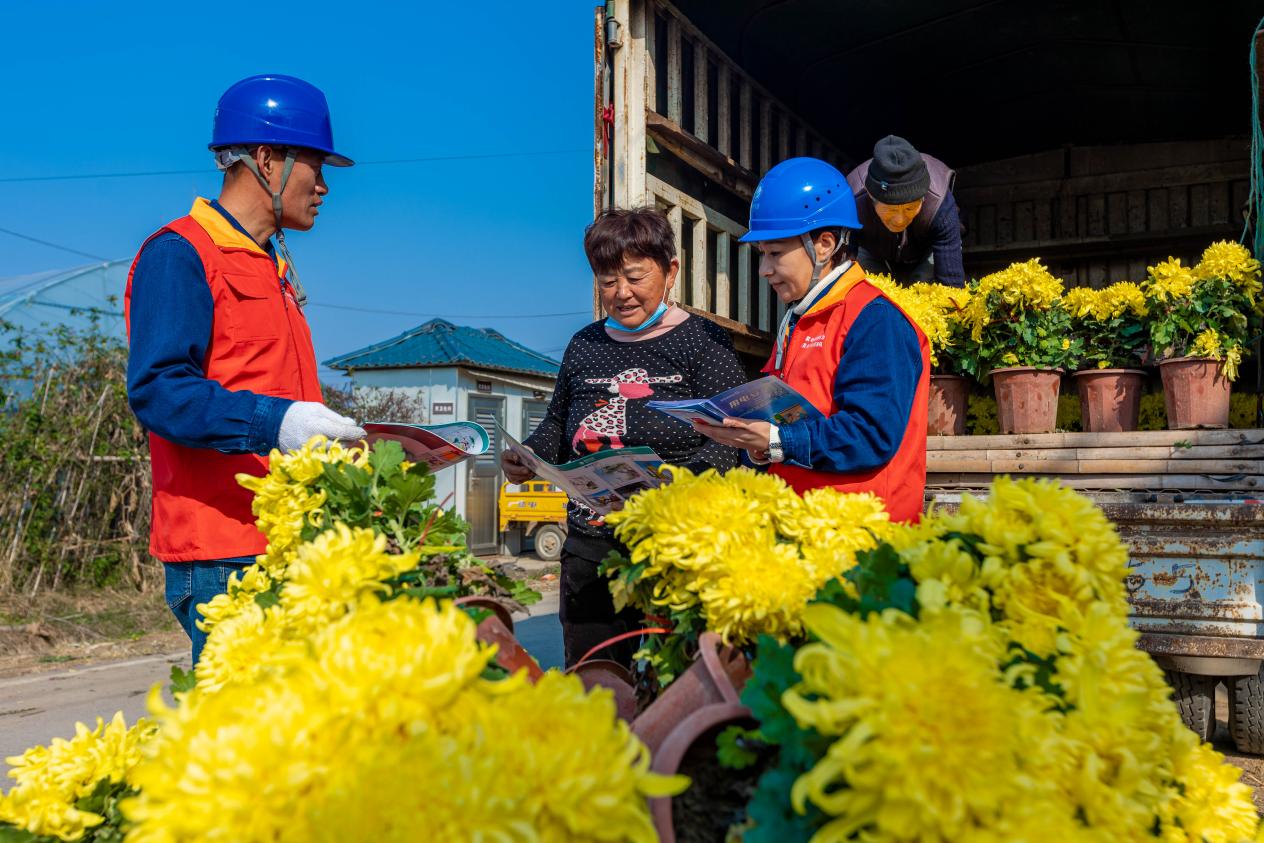 向菊花種植戶宣傳安全用電知識。王磊攝
