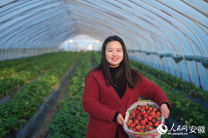 阮程程每天穿梭在大棚里，将一颗颗成熟的草莓采摘装箱。人民网 吕欢欢摄