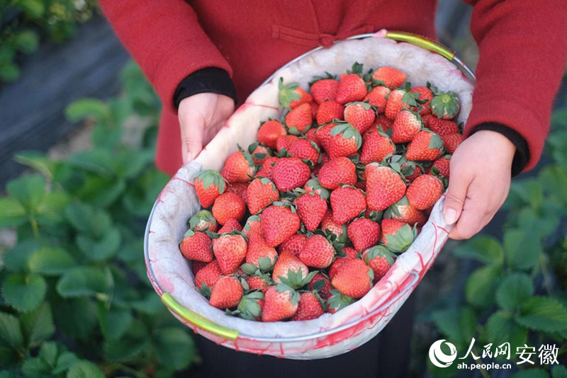新鲜采摘好的草莓，果香味浓。人民网 吕欢欢摄