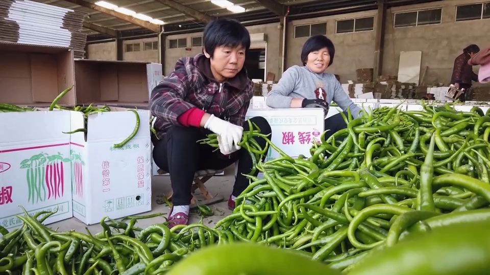 村民們給辣椒裝箱。潁東區(qū)委宣傳部供圖