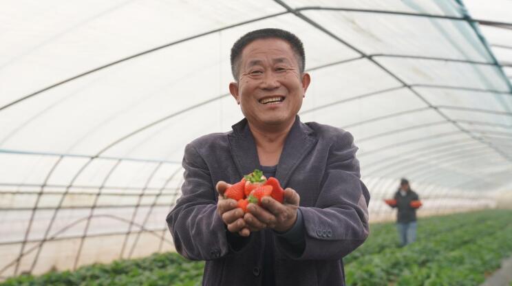 草莓喜获丰收。陈子昱 摄