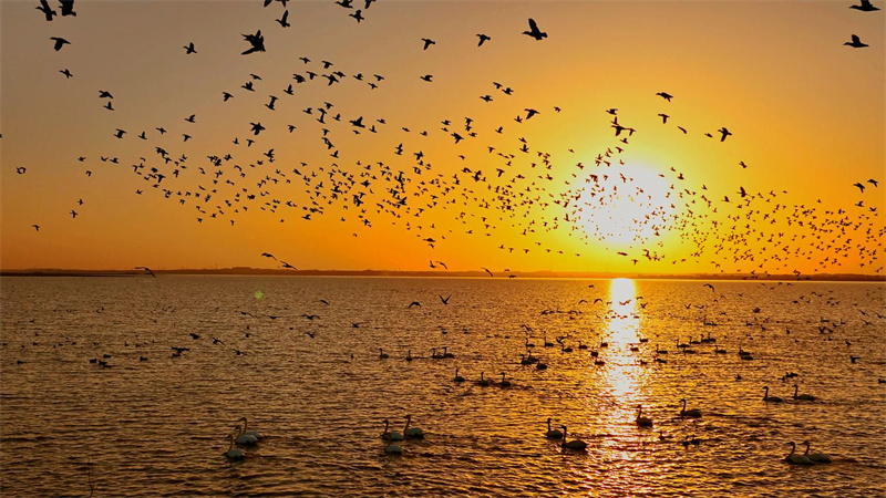 池州生态环境优美豆雁与朝阳齐飞。饶颐供图