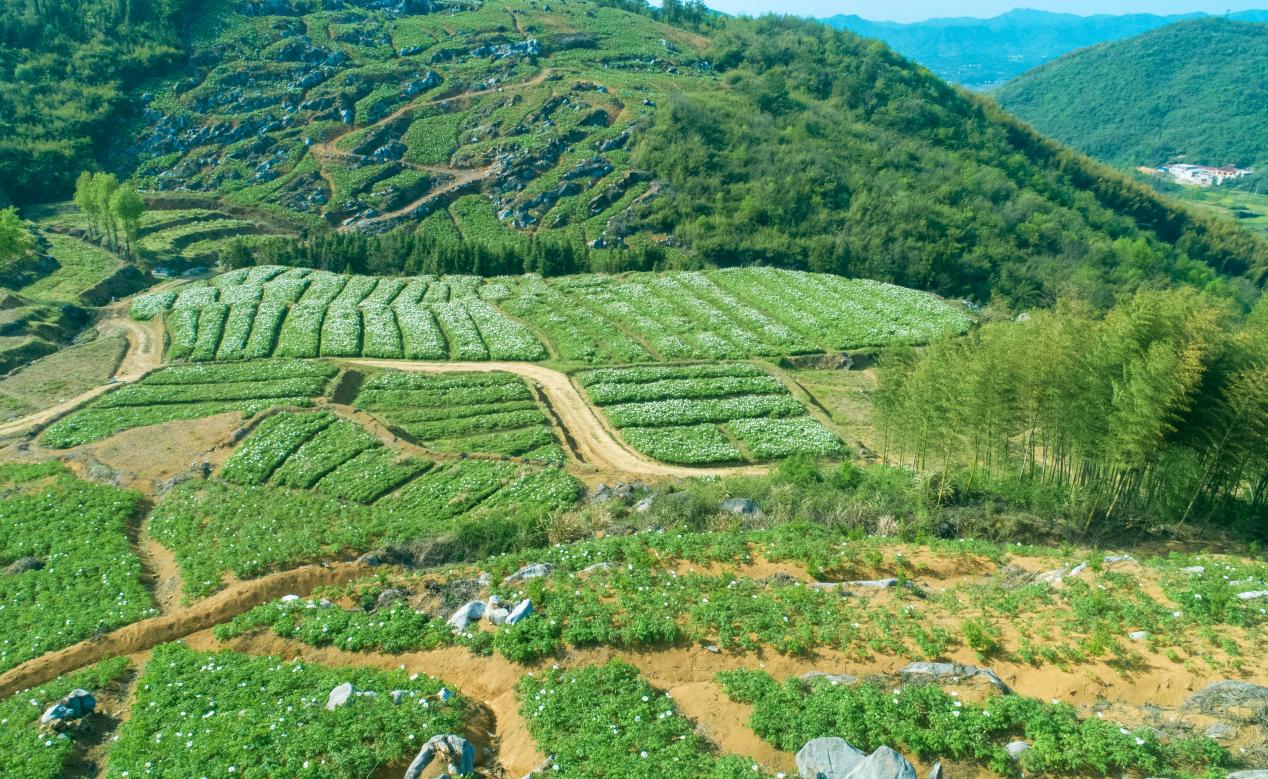 油茶花開