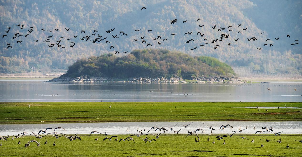 菜子湖國家濕地公園。陳春麗攝