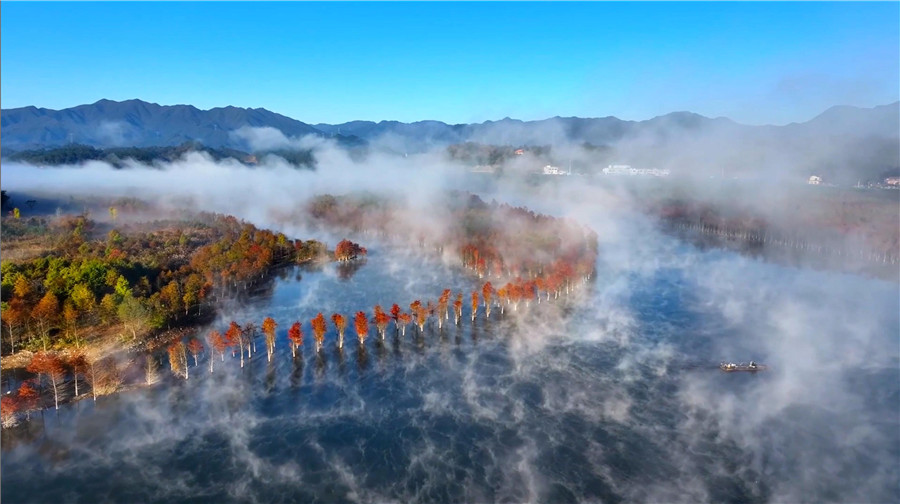 立冬過后，位於寧國市方塘鄉的兩千余畝落羽杉迎來了一年中最美的時節。李曉紅攝