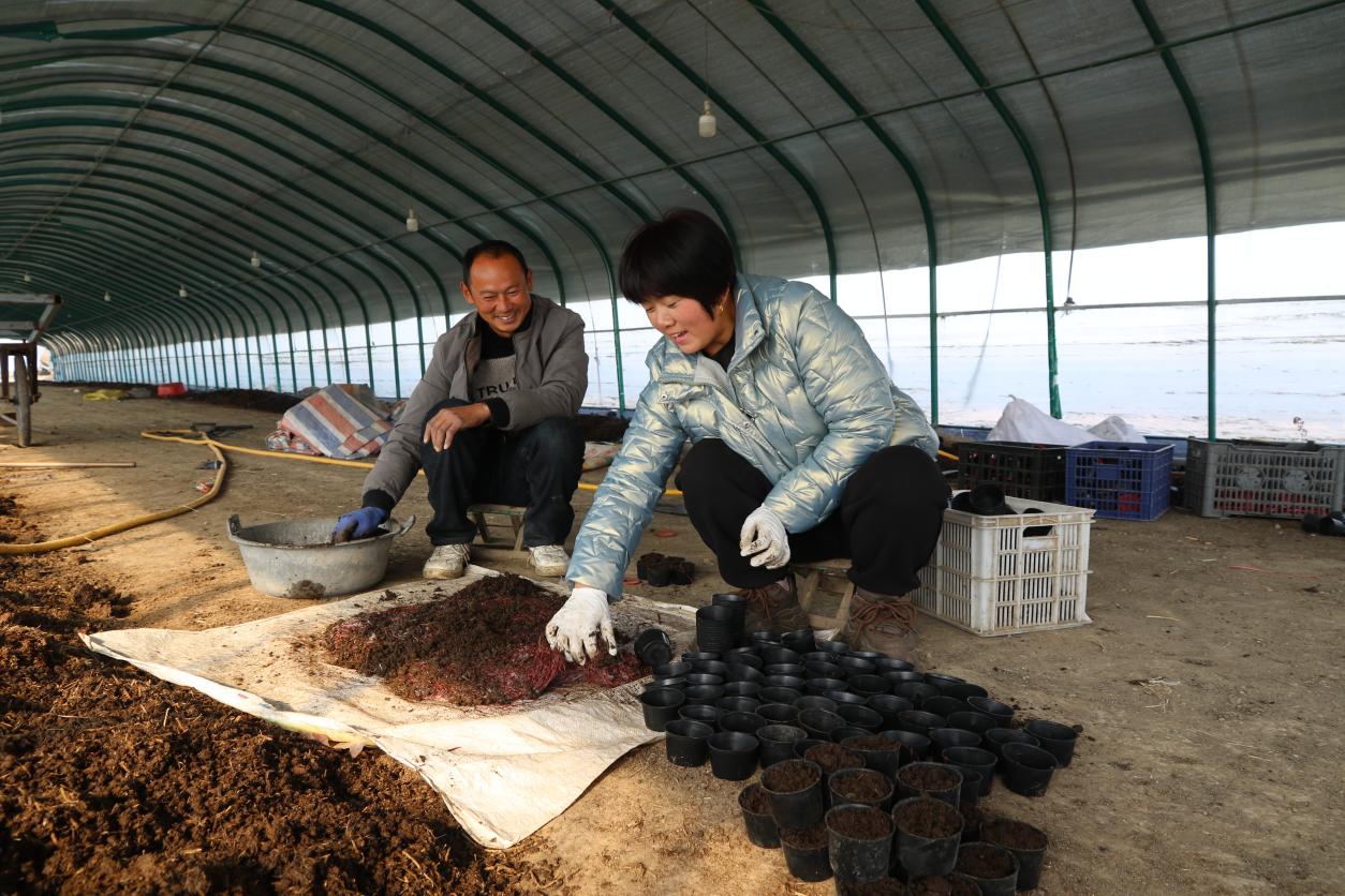 四里村谢湖赵玉黑蚯蚓养殖场——赵玉黑夫妇在分装蚯蚓装箱外销。张琳 摄