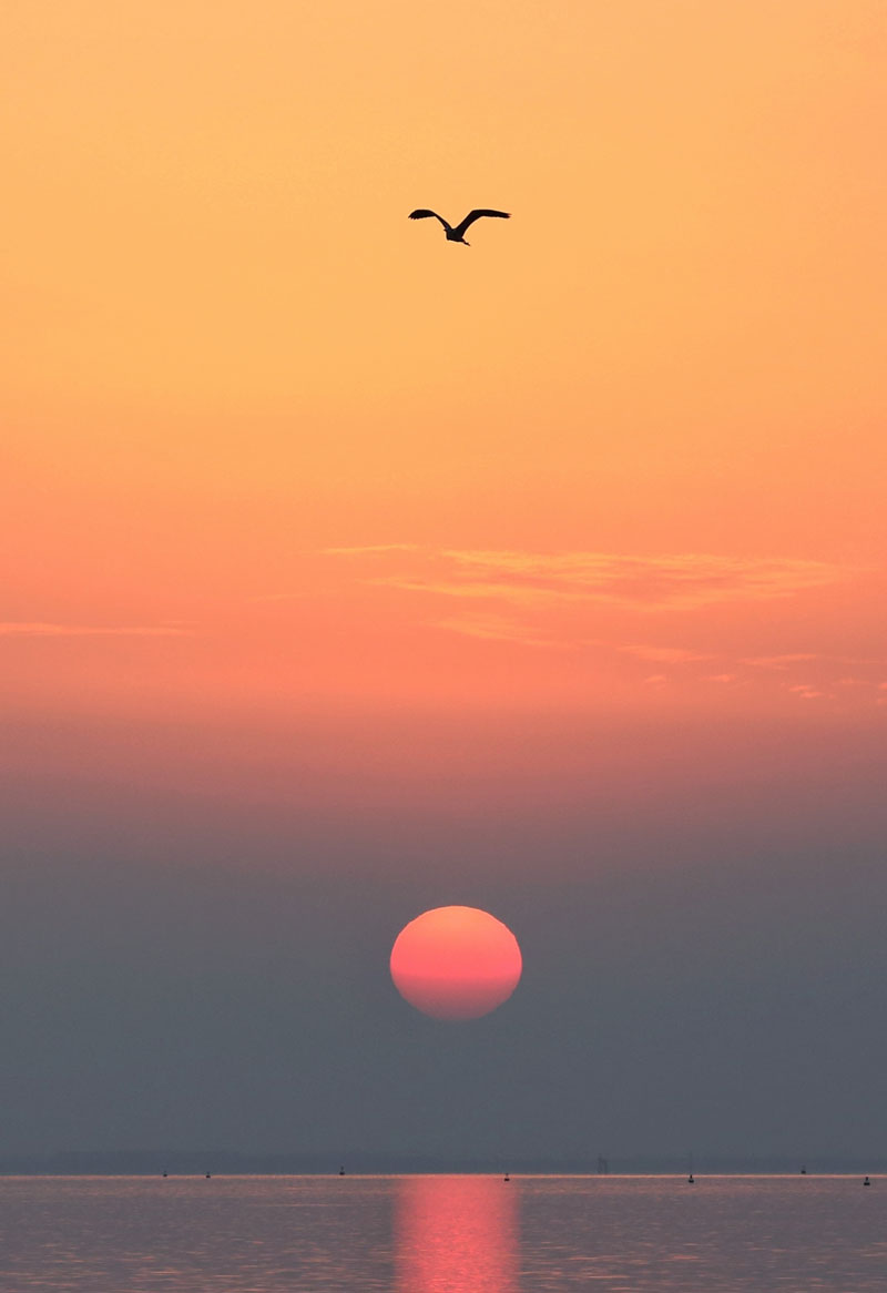 落日西沉，一抹余晖洒在巢湖湖面上，一只鸟儿在太阳的余晖中划过。 钱茂松摄