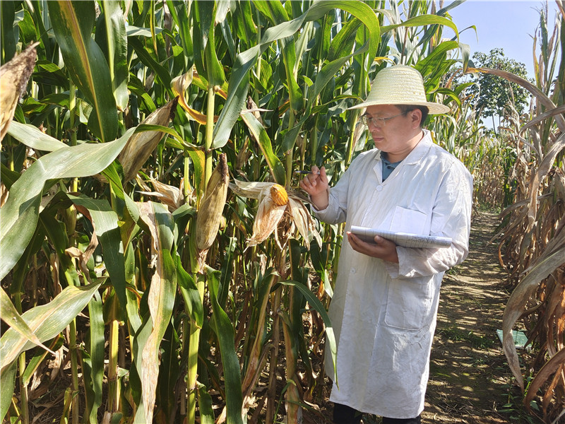 崔明亮在亳州玉米科研基地观察记载
