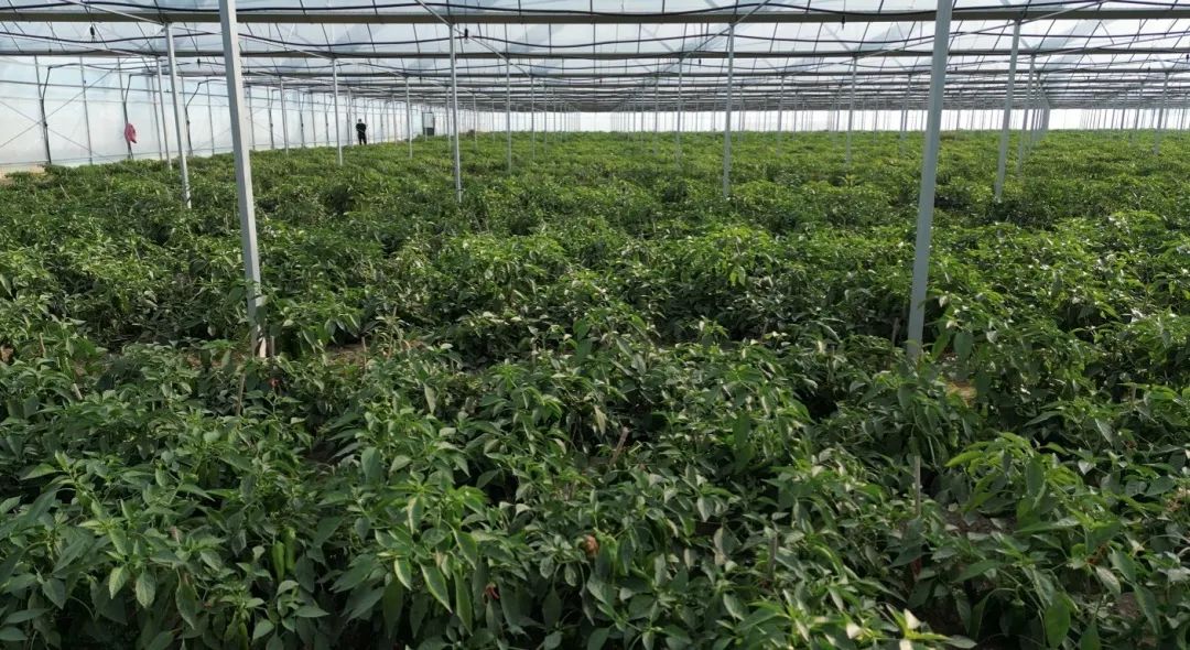一垄垄翠绿的辣椒植株长势旺盛。李芳芳供图
