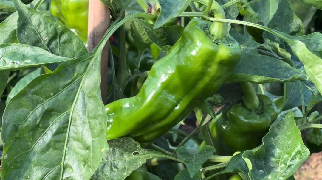 一个个饱满的辣椒挂满枝头。李芳芳供图