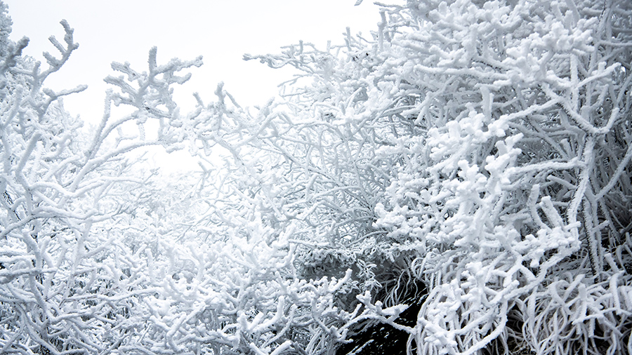 九华山迎来降雪。李晓白摄