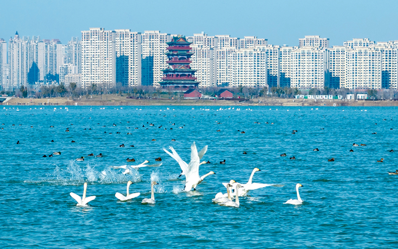 如今的明湖成为众多候鸟栖息地。滁州市委宣传部供图