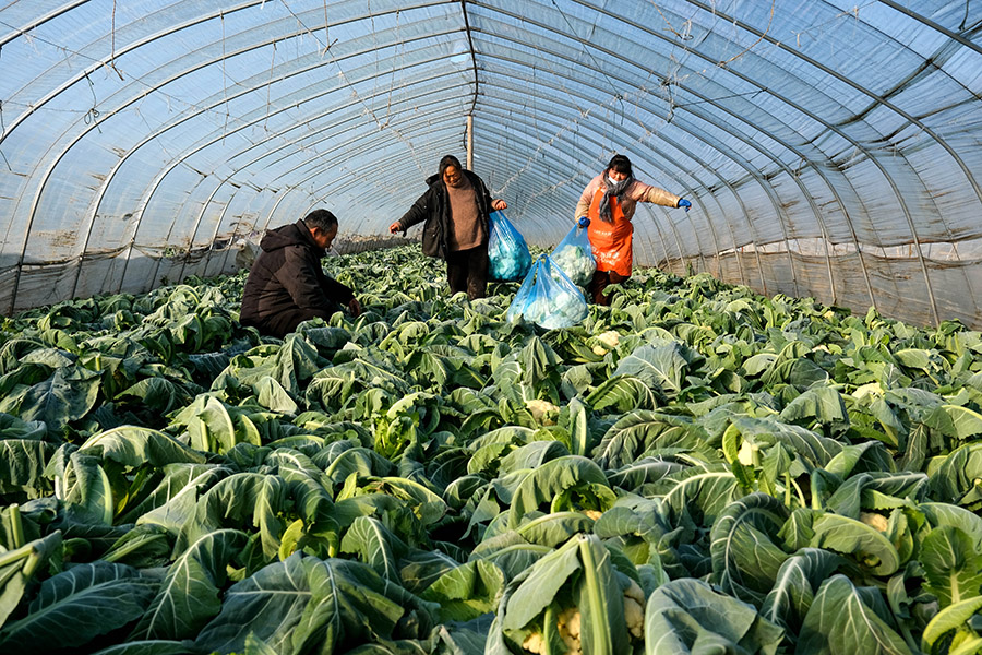 工人在收割蔬菜准备上市。李向前摄