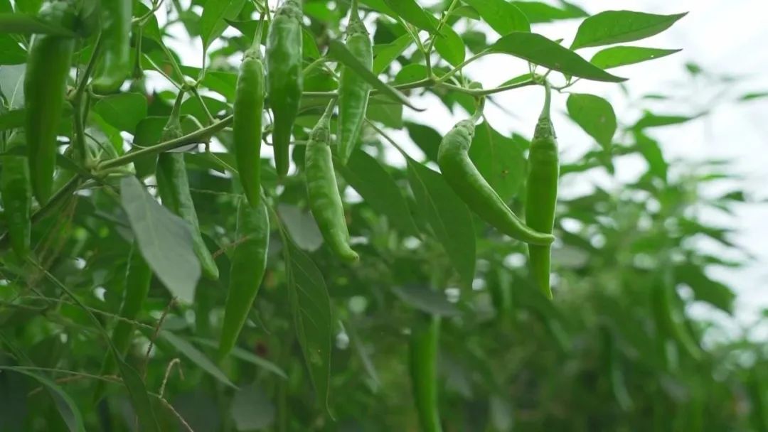 肥东县荣建杭椒蔬菜专业合作社种植的杭椒。（图源：合肥生活频道）