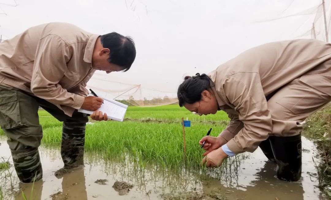 在荃银高科科研基地，科研人员在水稻实验田记录水稻生长情况。合肥日报全媒体记者 苏玲 张正朋 摄（资料图）