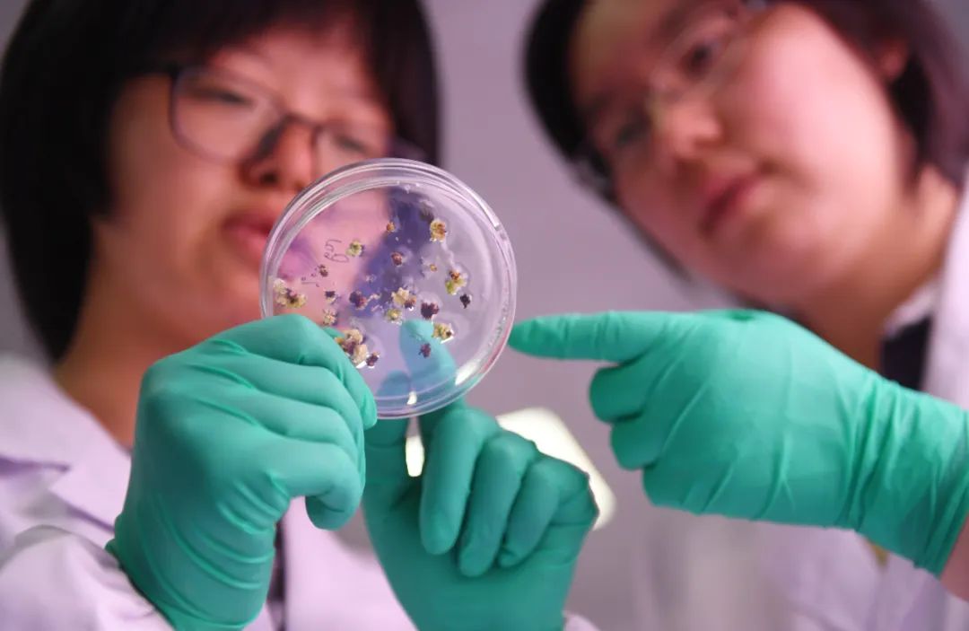 在丰乐种业育种实验室，农业科技工作者在观察水稻基因编辑的筛选情况。合肥日报全媒体记者苏玲张正朋摄（资料图）