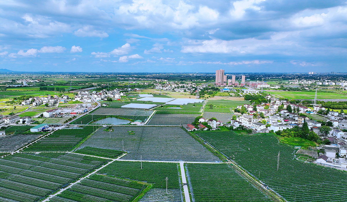 紫约蓝莓黄汰基地。