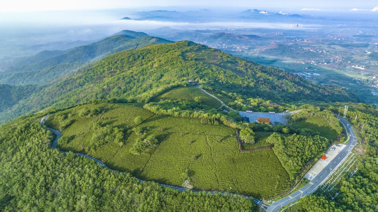 《山頂茶園》。昂德